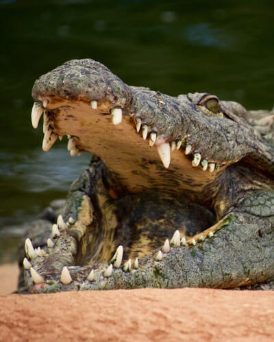 Crocworld Conservation Centre