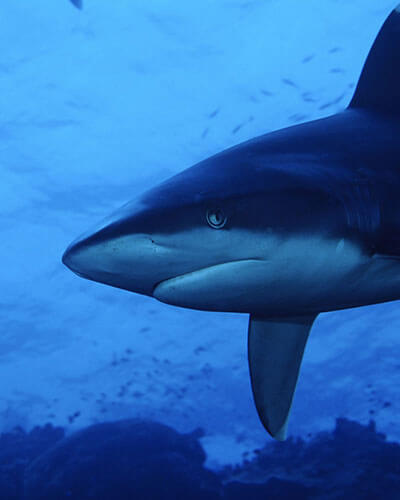 Shark Cage Diving KZN